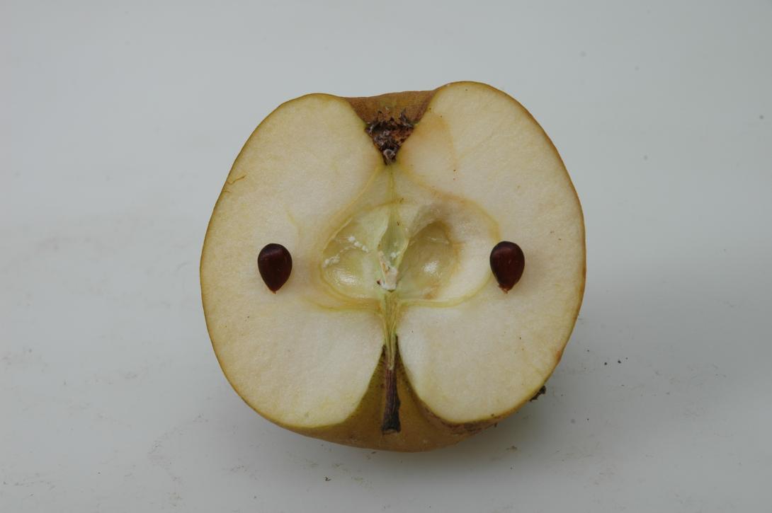 Wünnenberger Zuckerapfel (geschnittene Frucht)