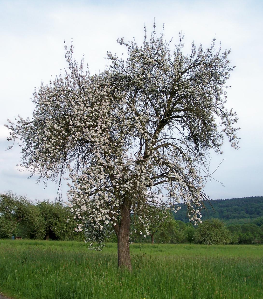 Siebenschläfer Baum in Blüte