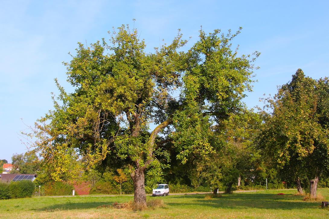 Baum im Laub