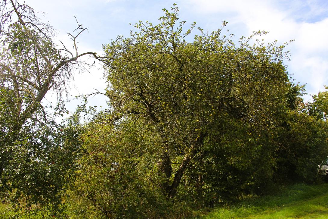 Baum im Laub
