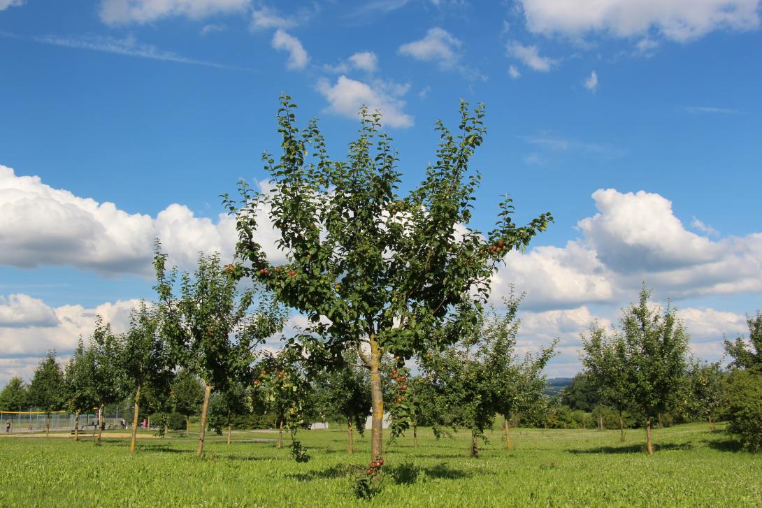 Hauxapfel