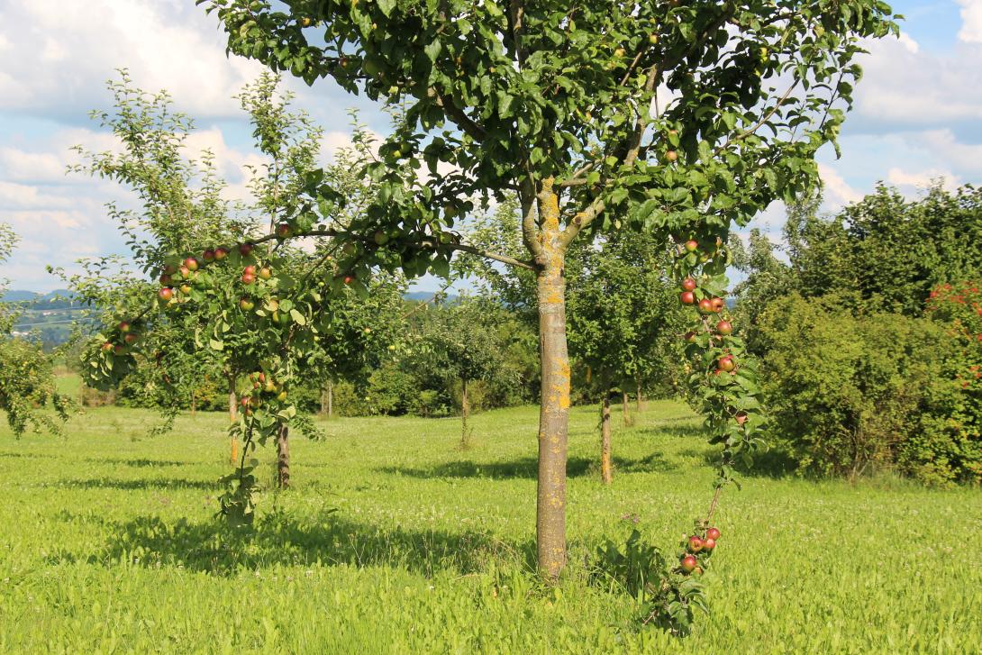 Hauxapfel