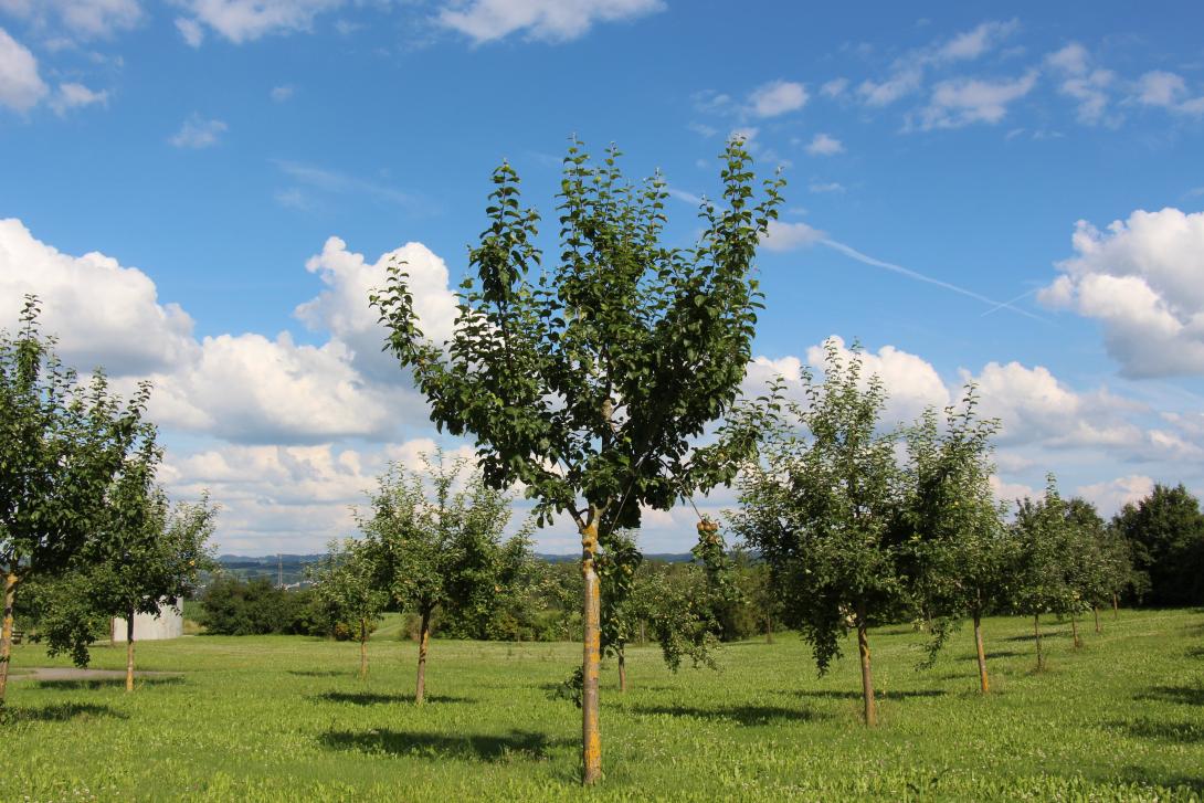 Hauxapfel