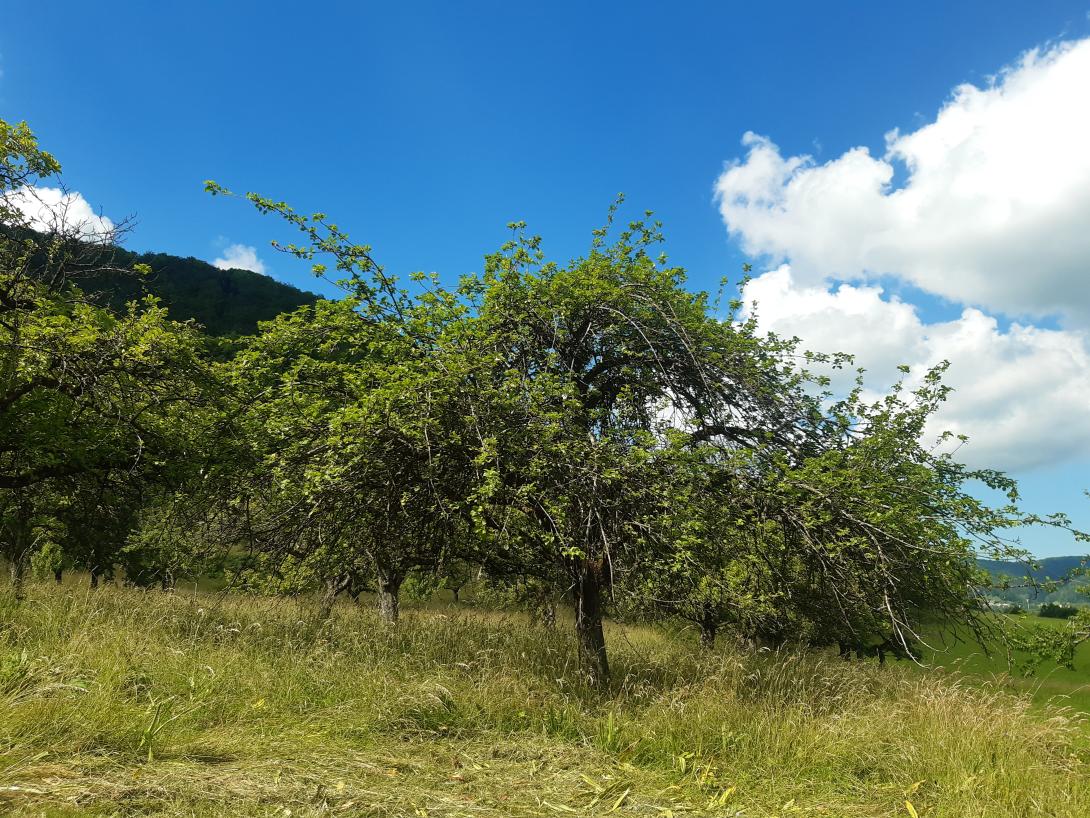 Baum im Laub