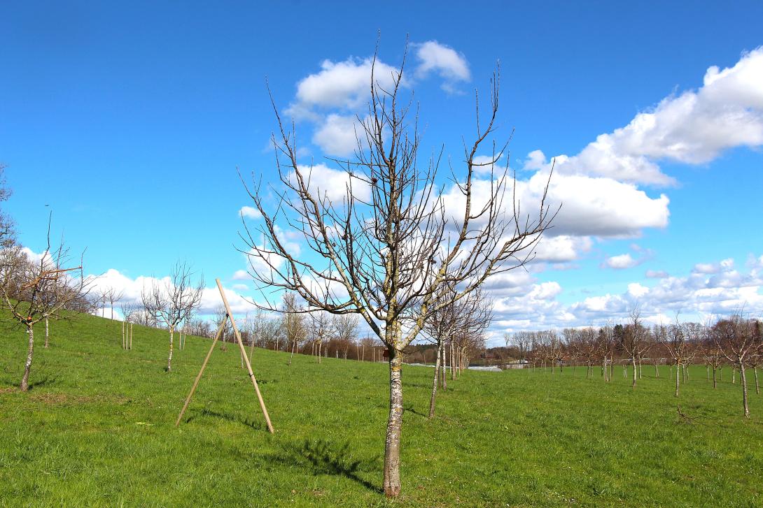 Baum im Winter