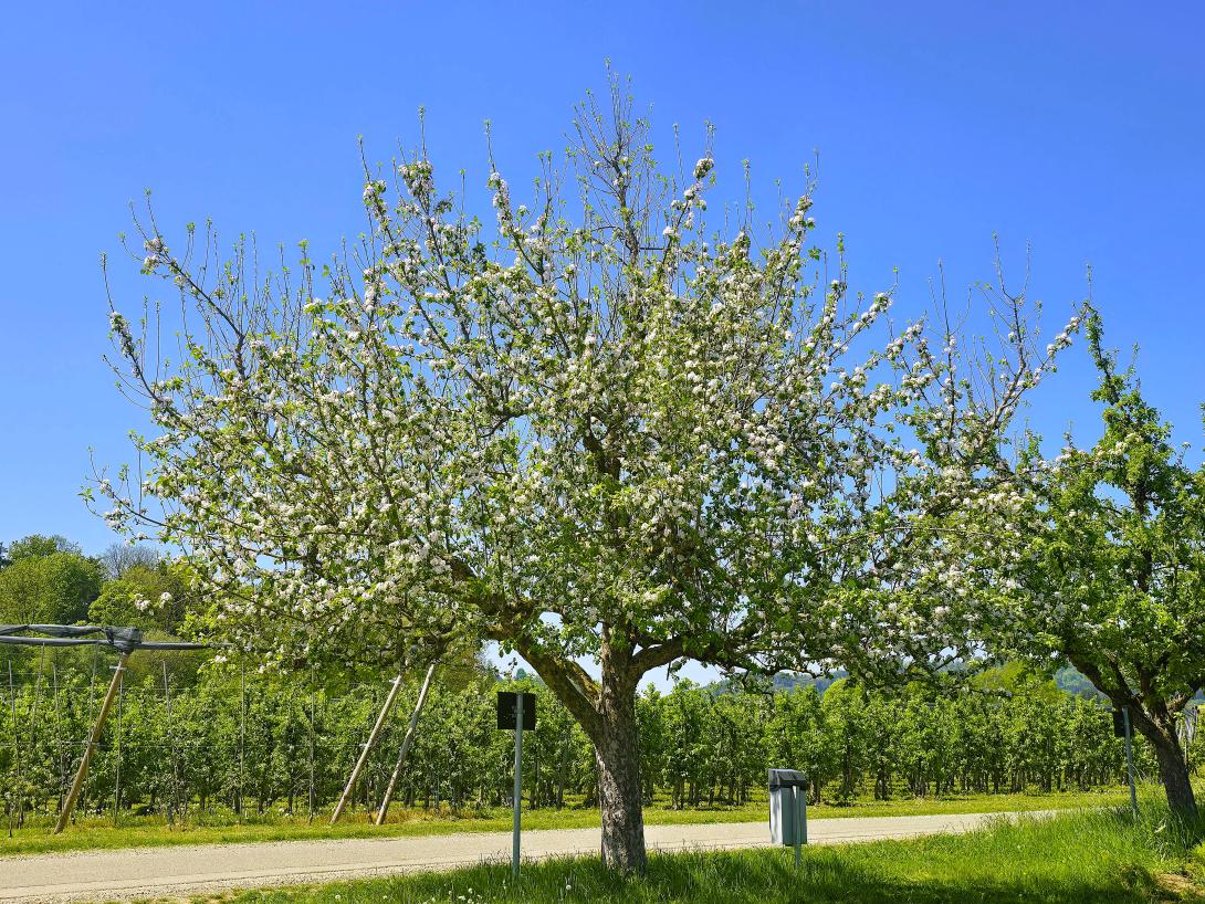 Baumblüte