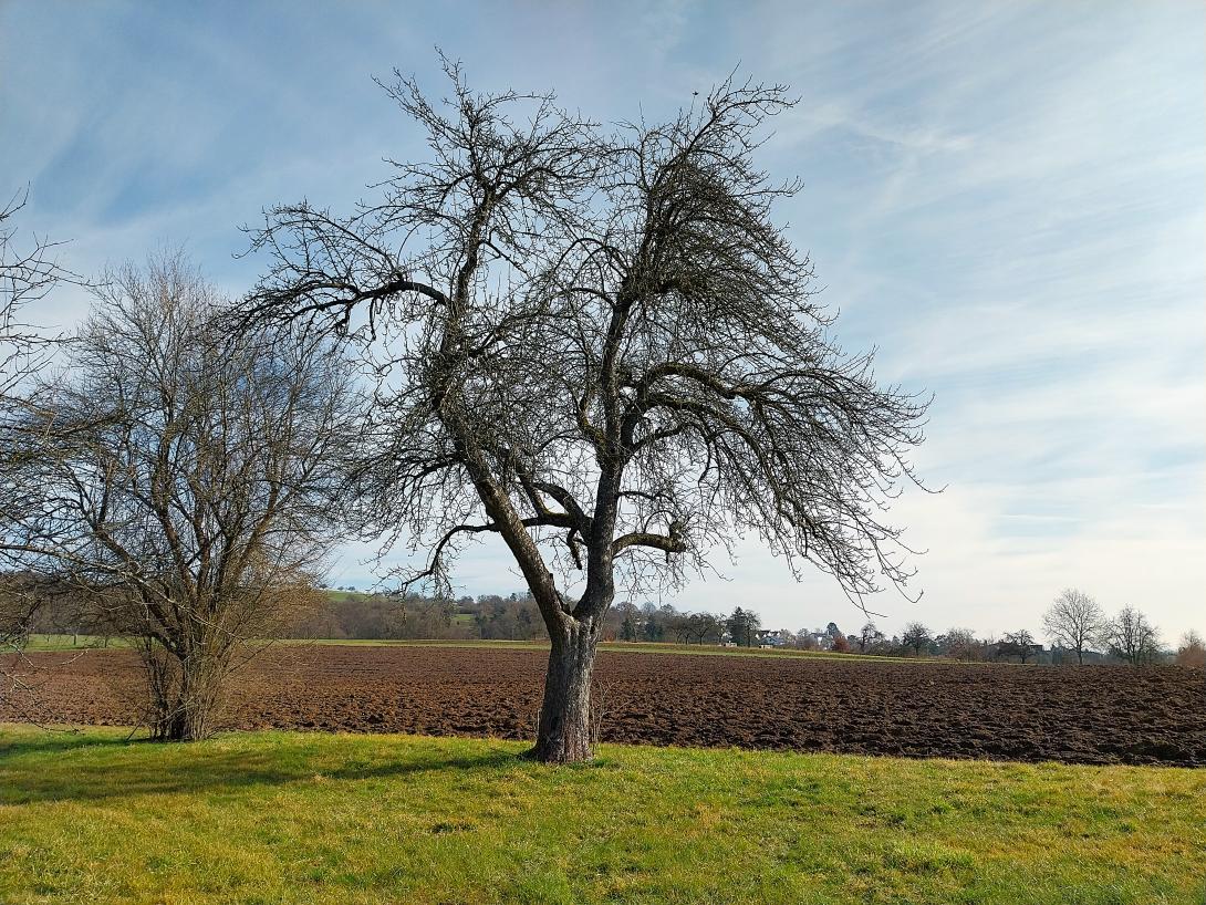 Baum im Winter