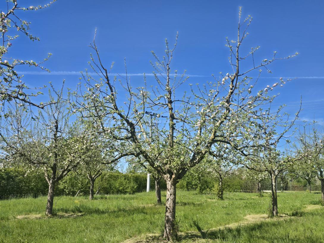 Baumblüte