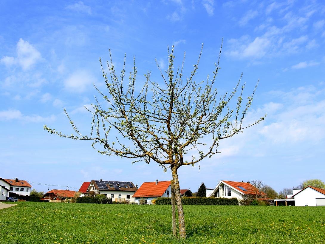 Baum im Winter