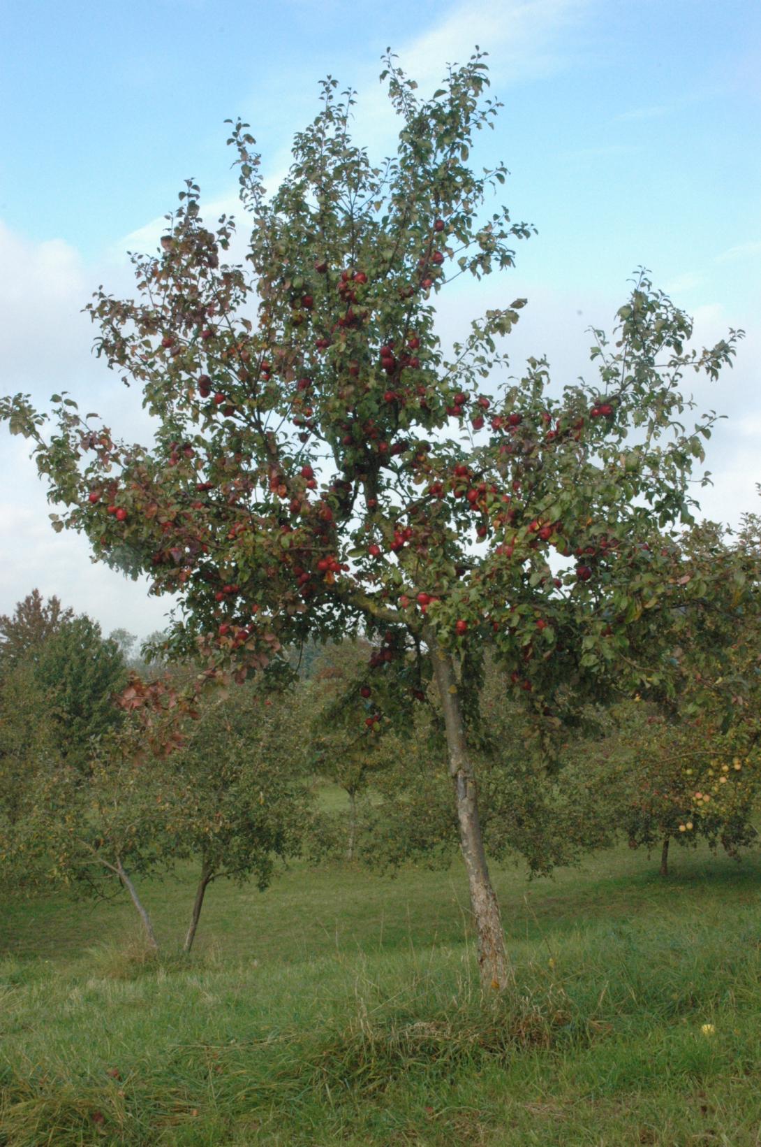 Erbachhofer Weinapfel