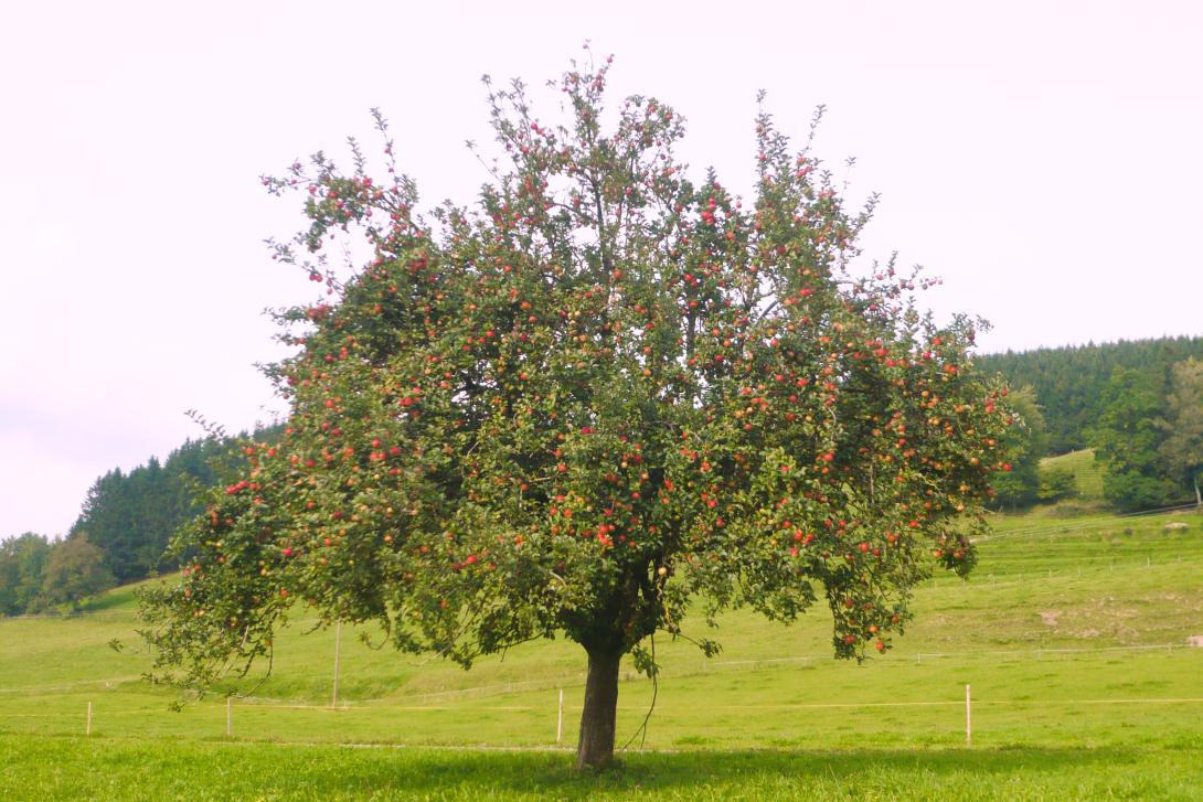 Baum im Laub