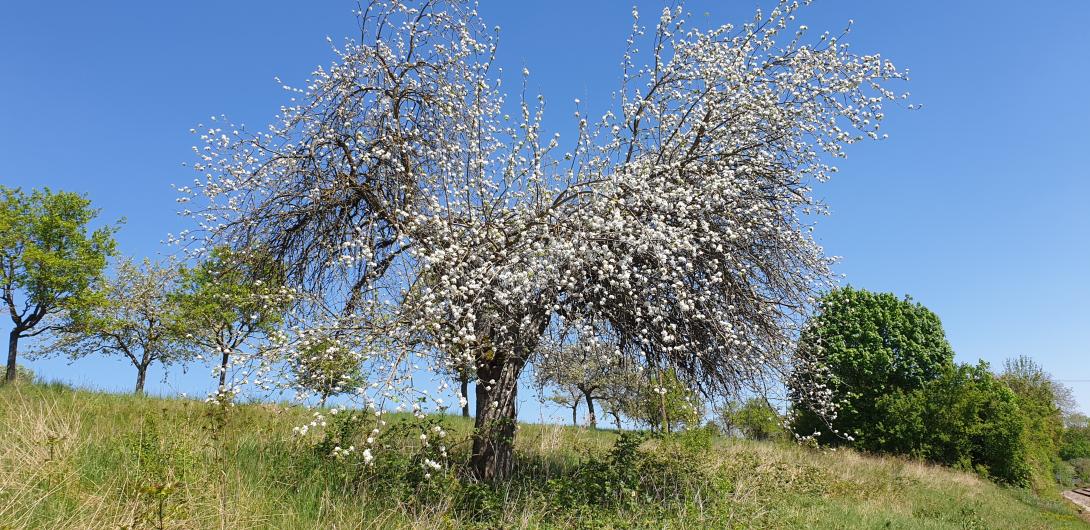 Baumblüte