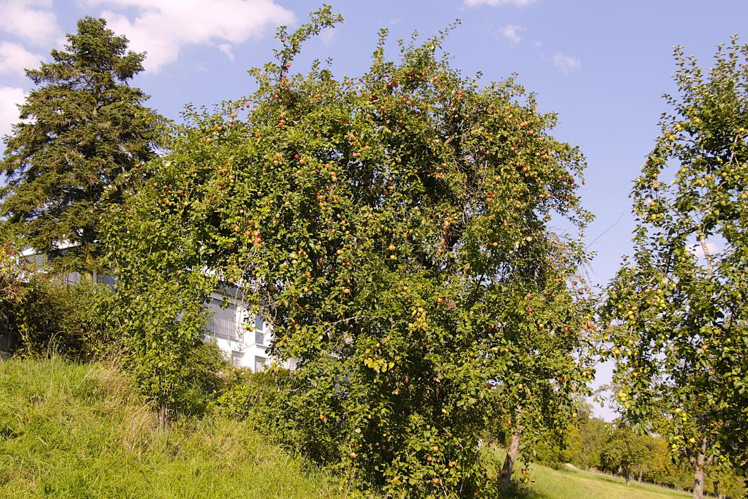 Baum im Laub