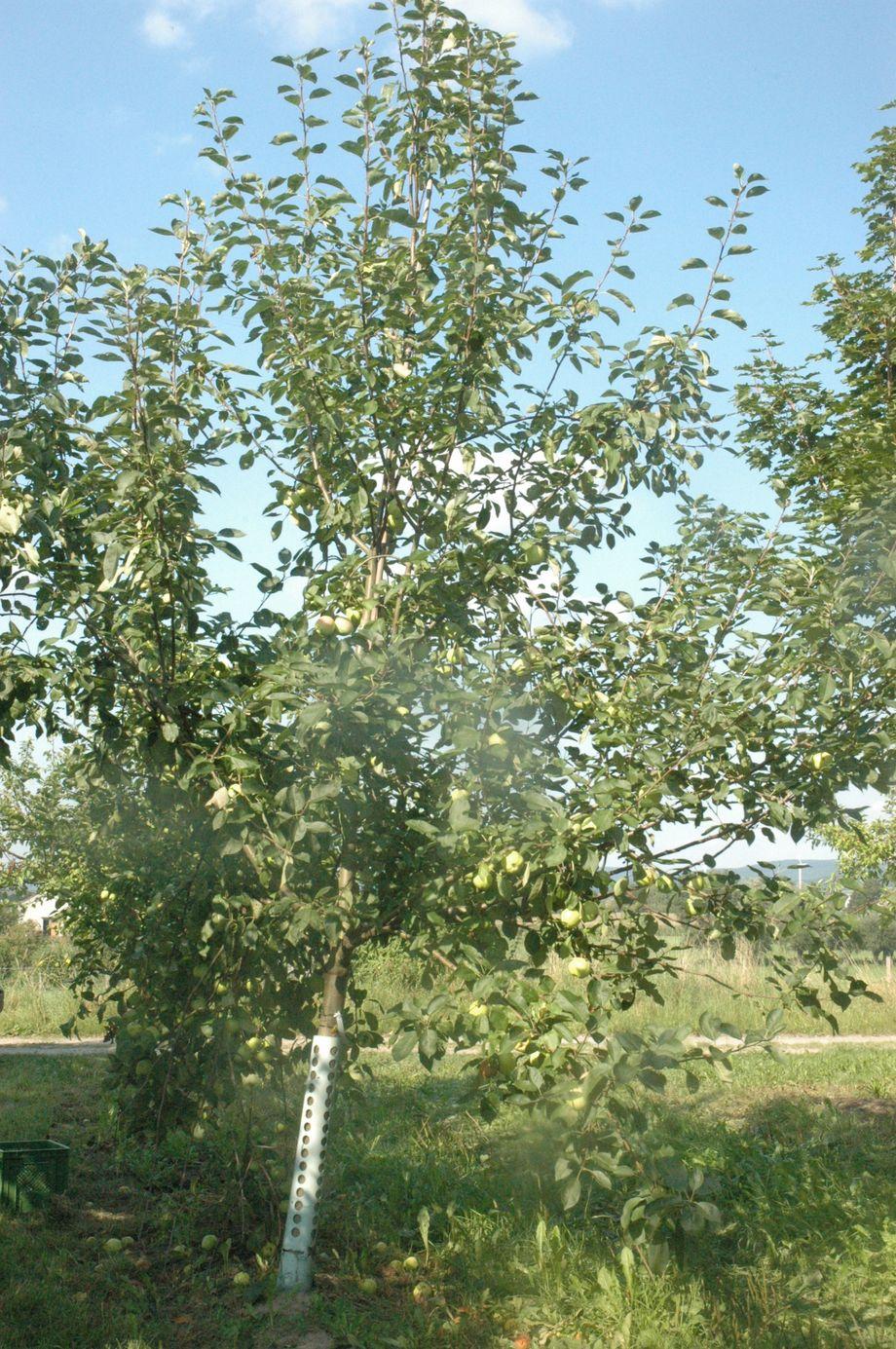 Bürener Zitronenapfel (Baum)