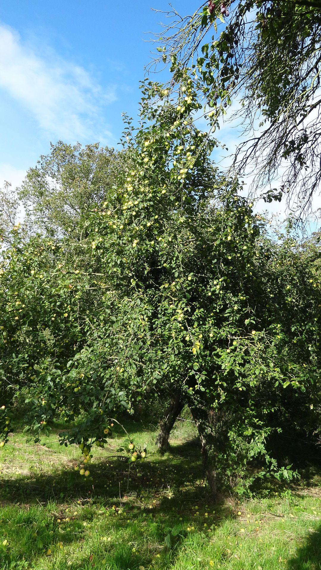 Bürener Zitronenapfel (Baum) Foto Heike Günther