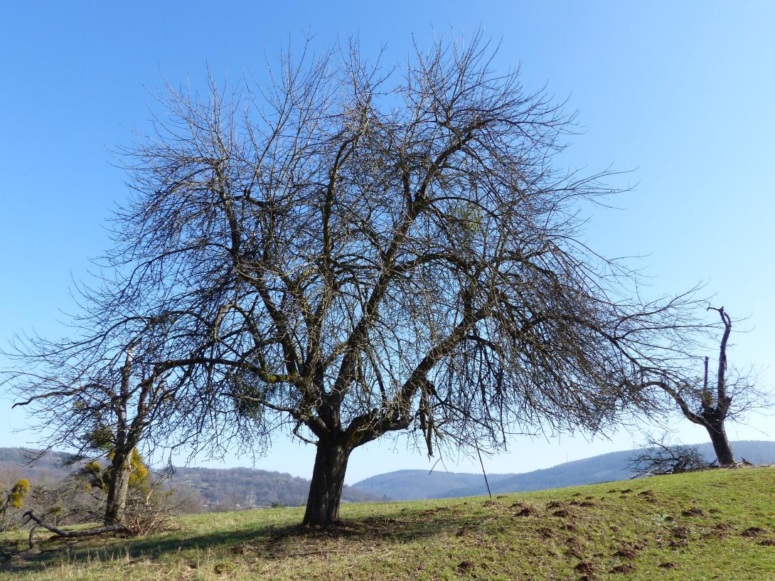 Großwallstädter Rosenapfel im Winter