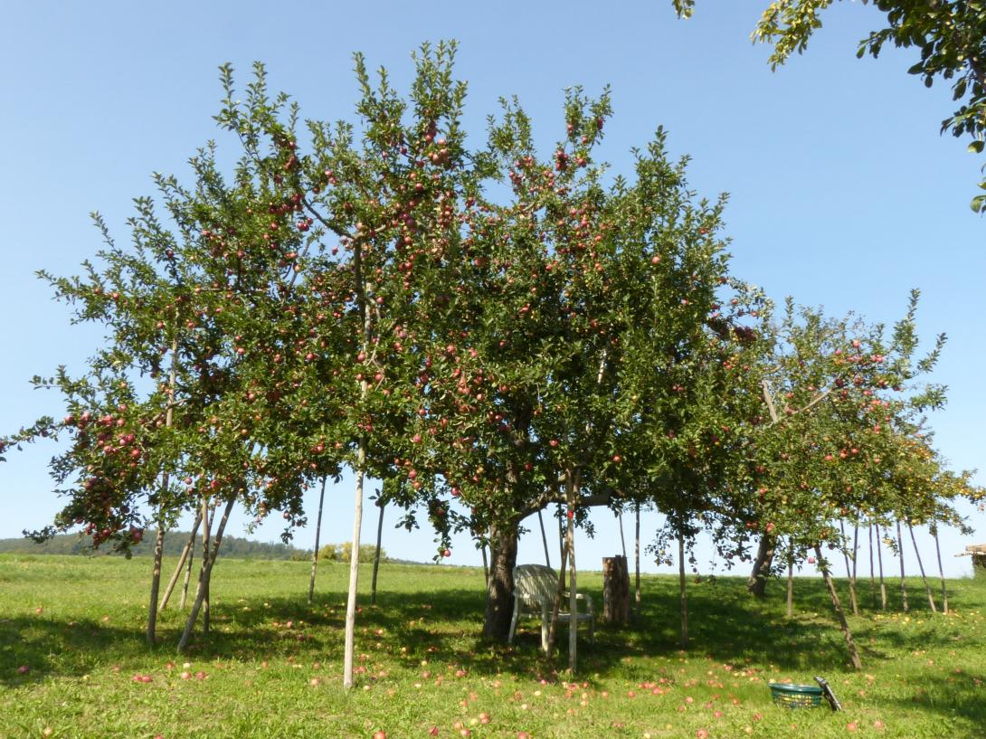 Großwallstädter Rosenapfel Baum im Laub