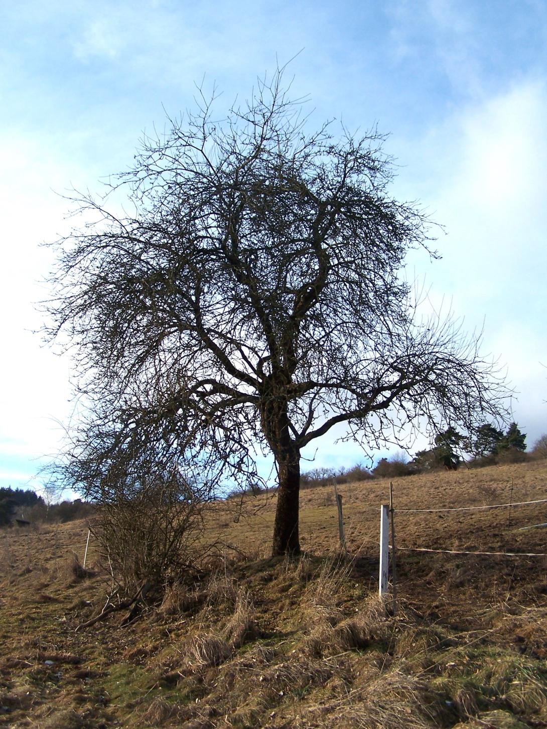 Carpentin Baum im Winter