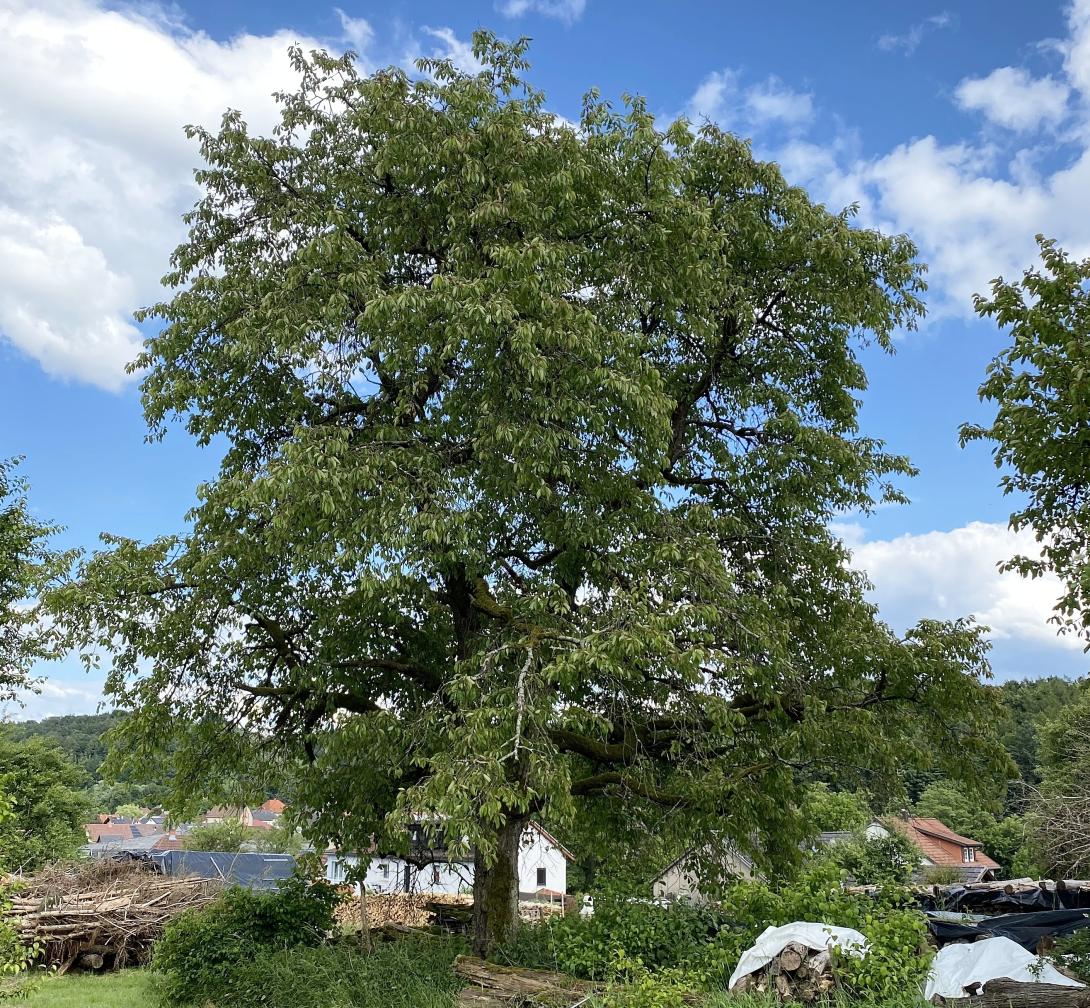 Baum 'Coburger Maiherz'-Typ Sahlis-Kohren