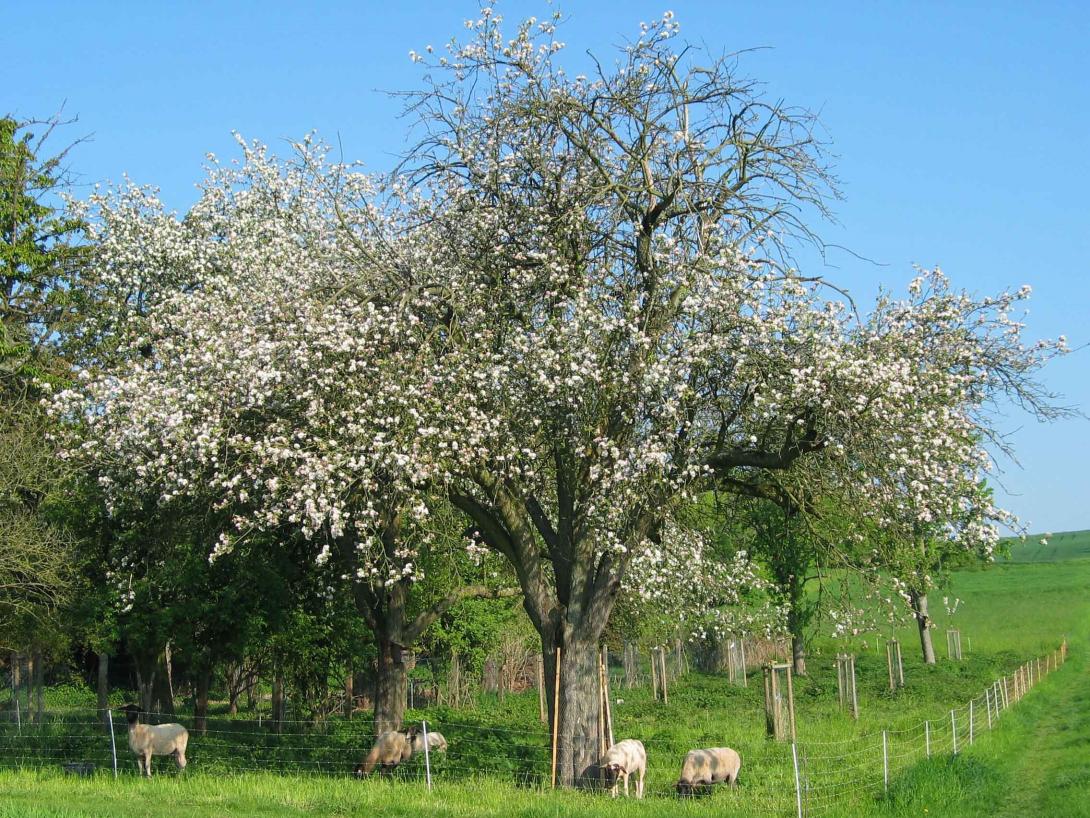 Dorheimer Streifling in Blüte