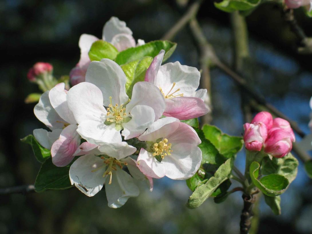 Dorheimer Streifling Blüte