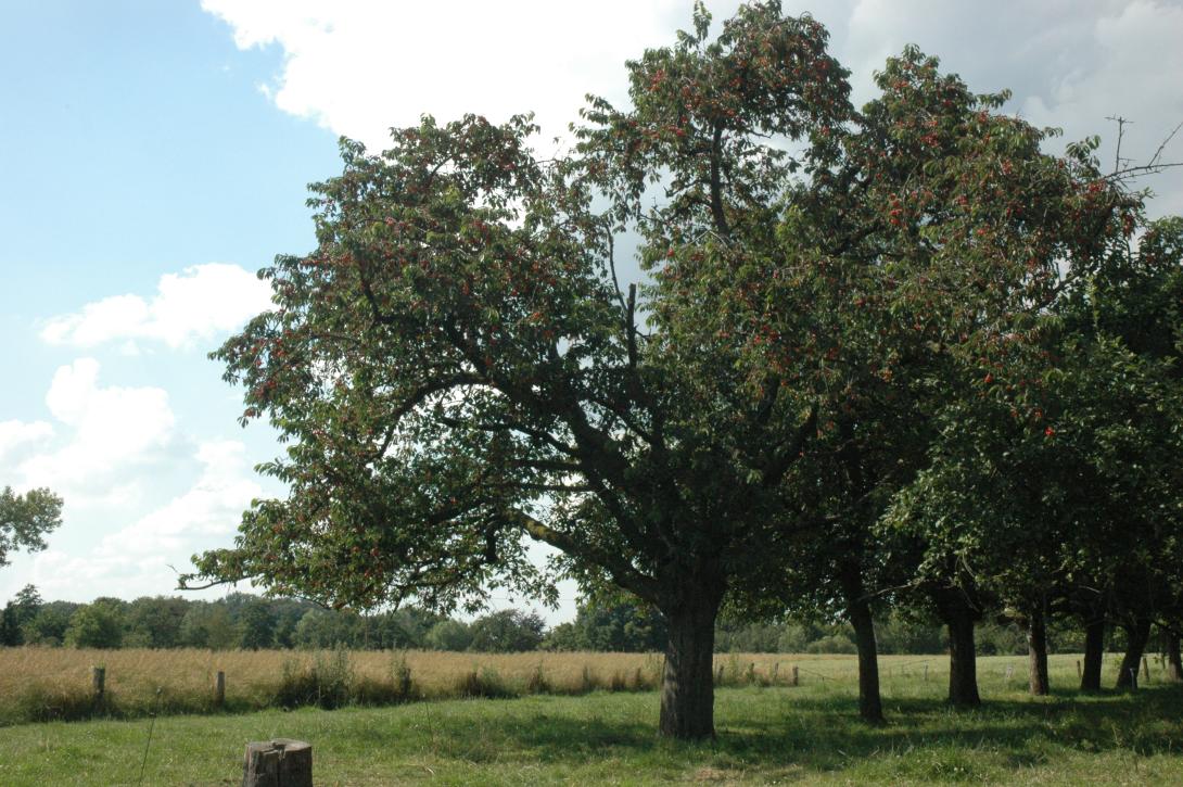 Dudenrother Knorpelkirsche