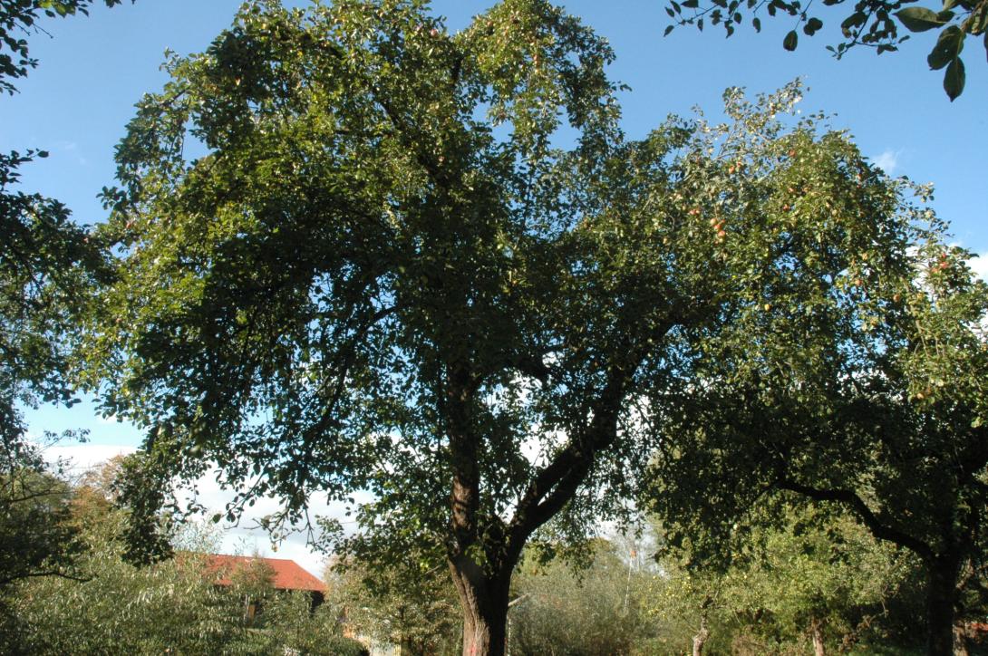 Extertaler - Baum im Laub (2)