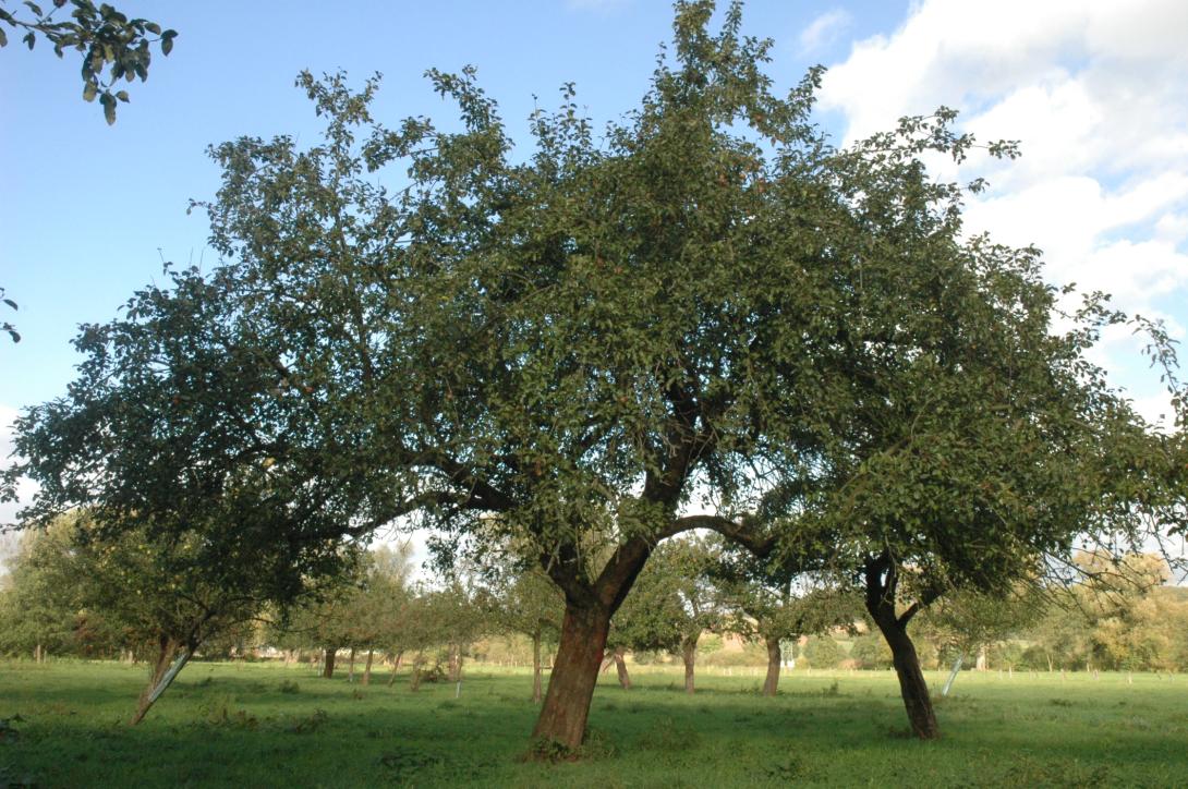 Extertaler - Baum im Laub