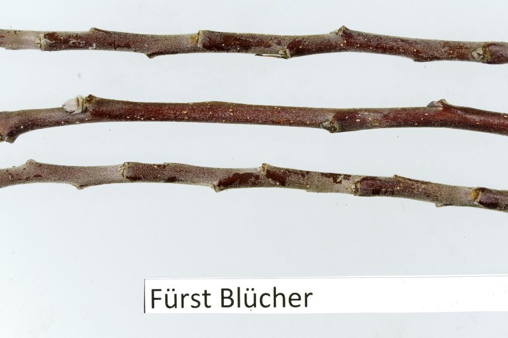 Fürst Blücher