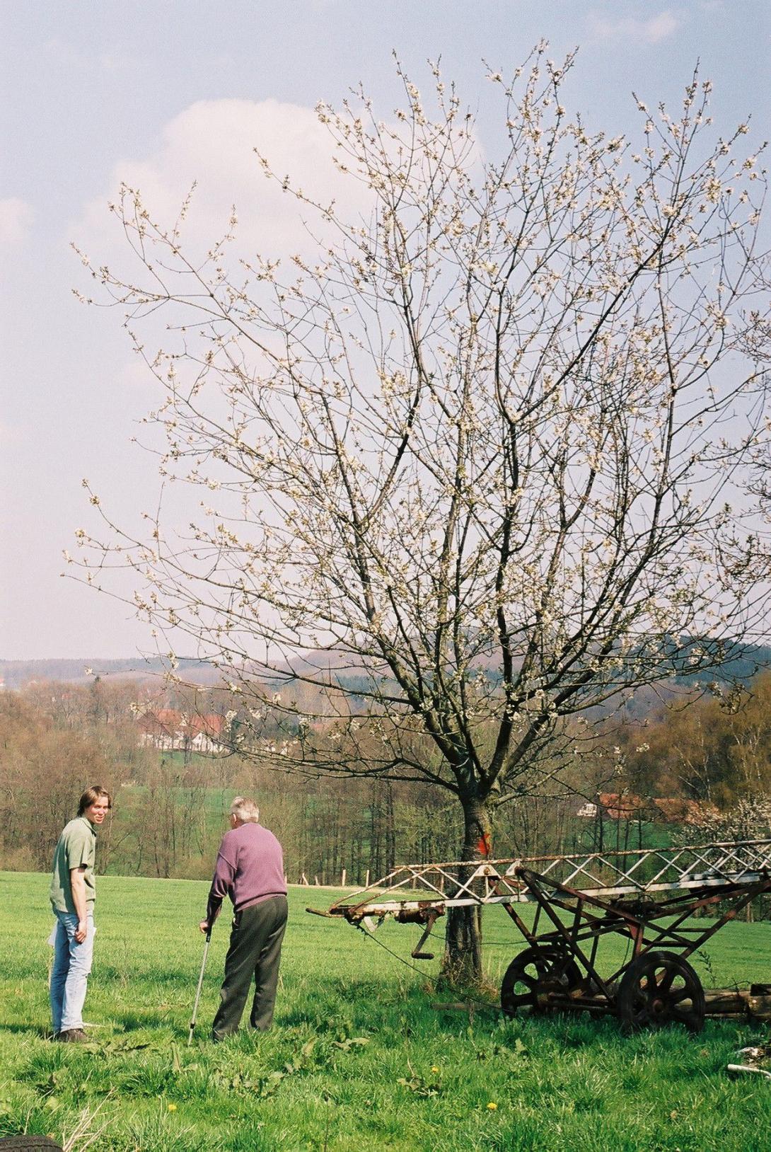Frühe Maiherzkirsche in Blüte (in Hagen a.T.W.)