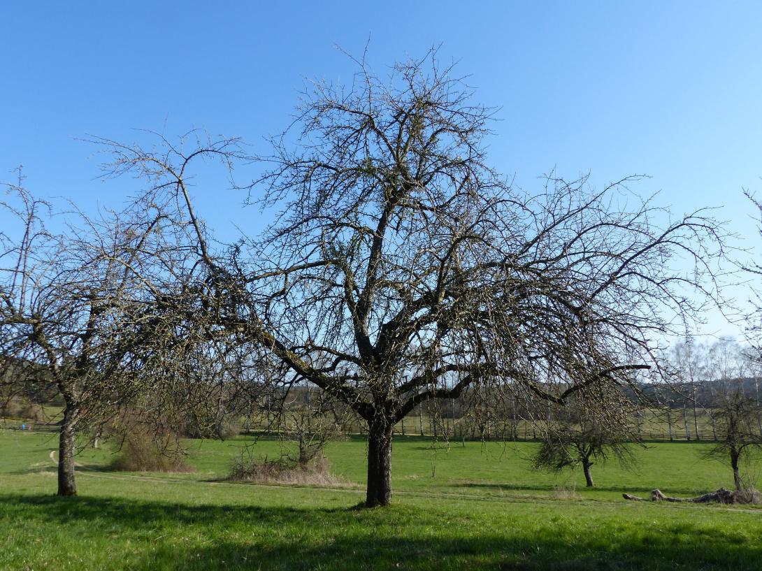 Friedberger Bohnapfel Baum im Winter