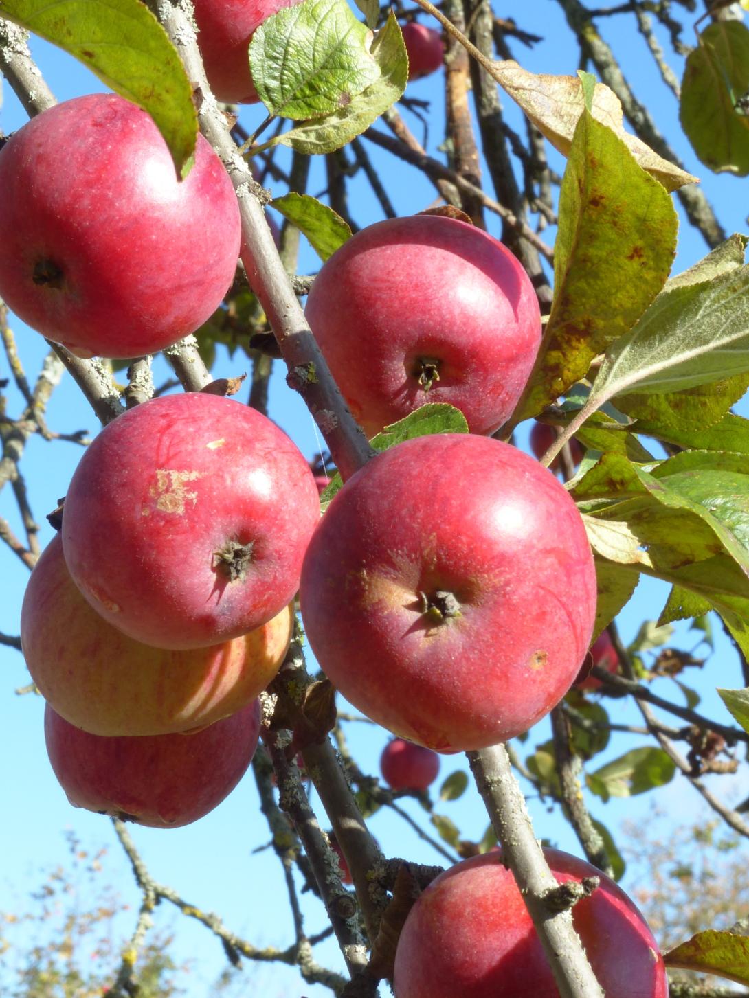 Großwallstädter Rosenapfel Frucht am Ast