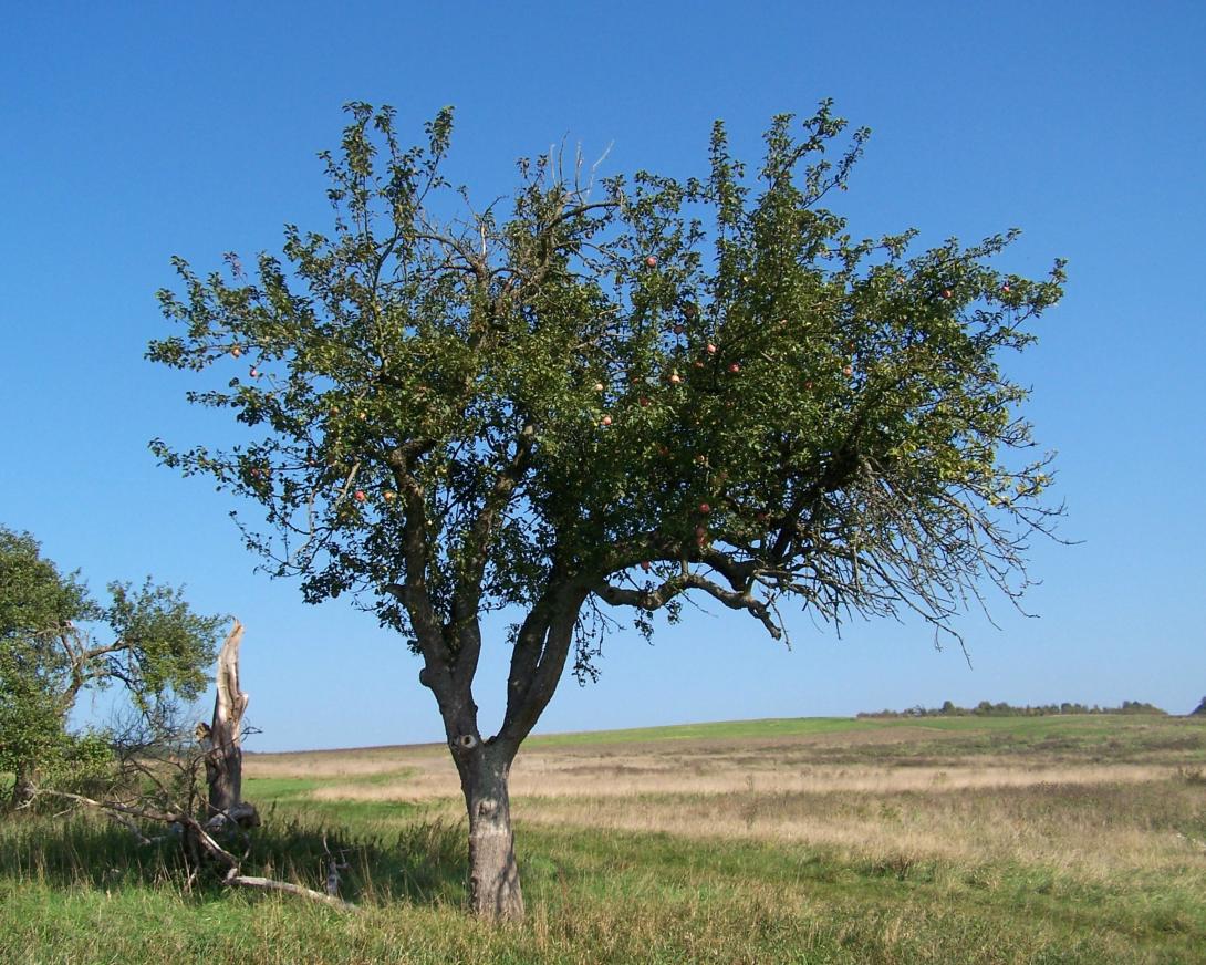 Gacksapfel Baum im Laub
