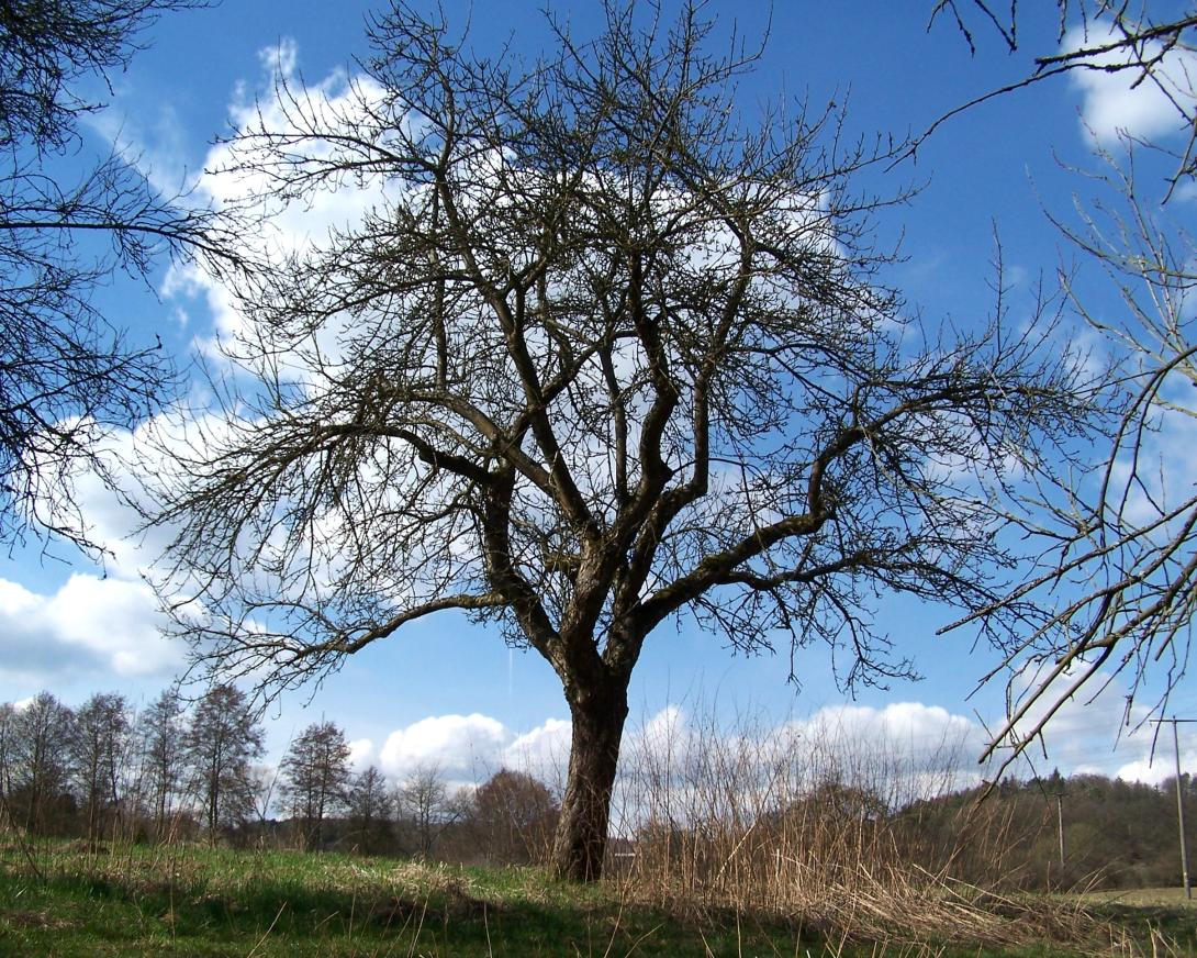 Gacksapfel Baum im Winter