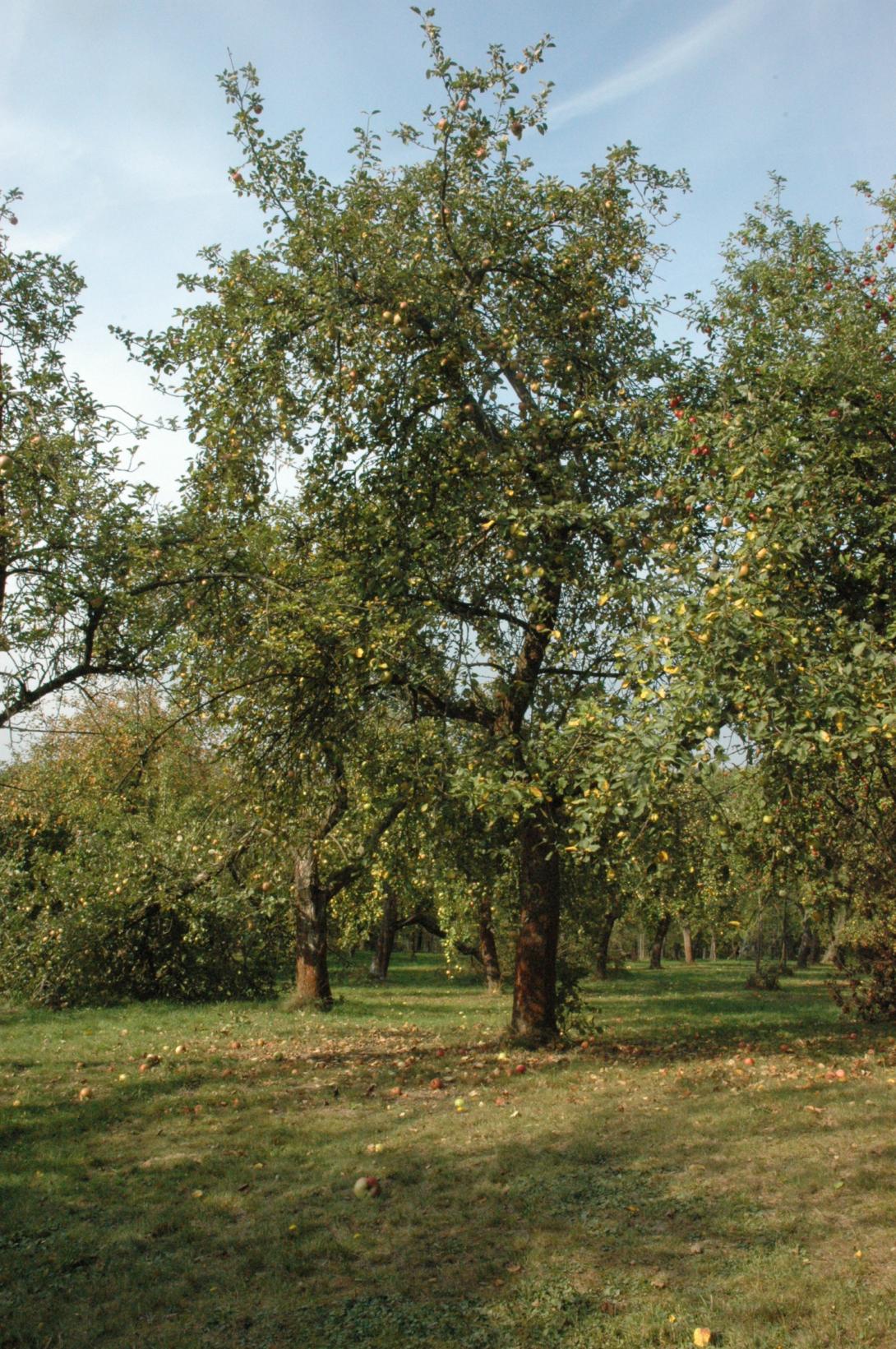 Geseker Klosterapfel (Baum)