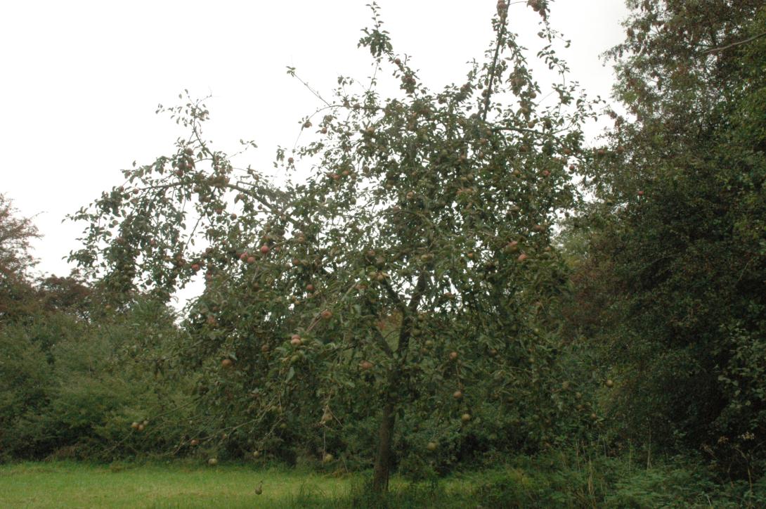 Geseker Klosterapfel (Baum)