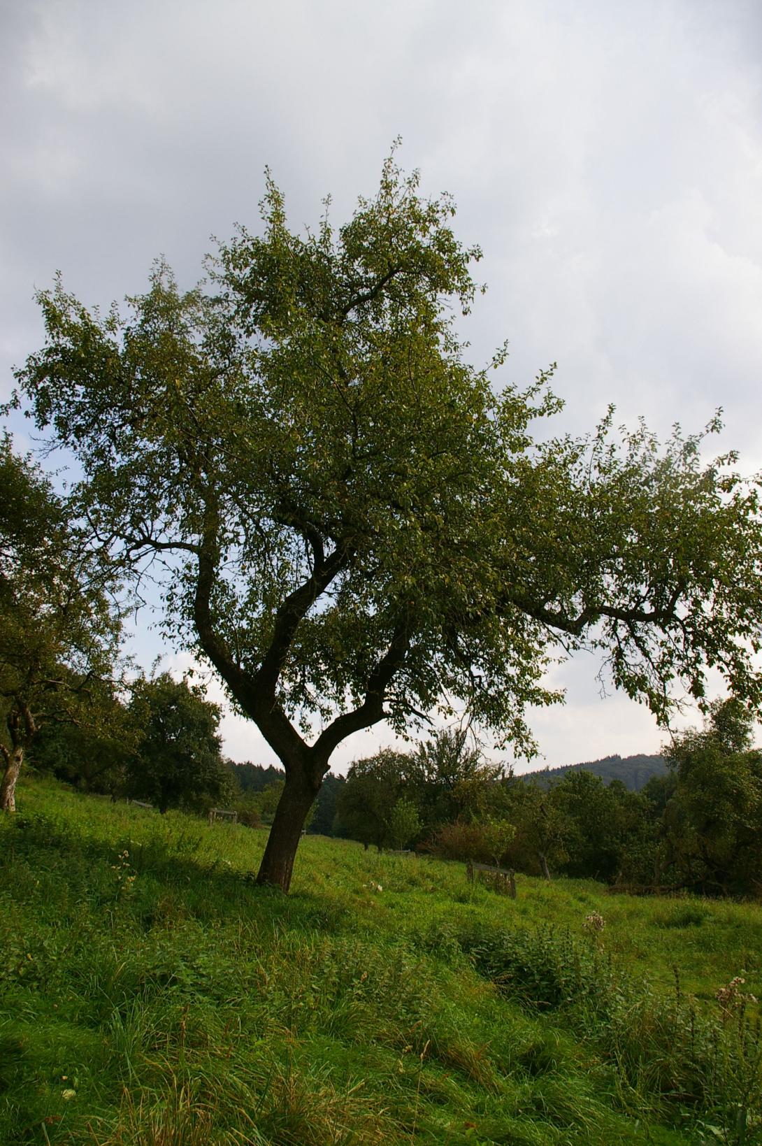 Großer Borsdorfer aus Udorf 