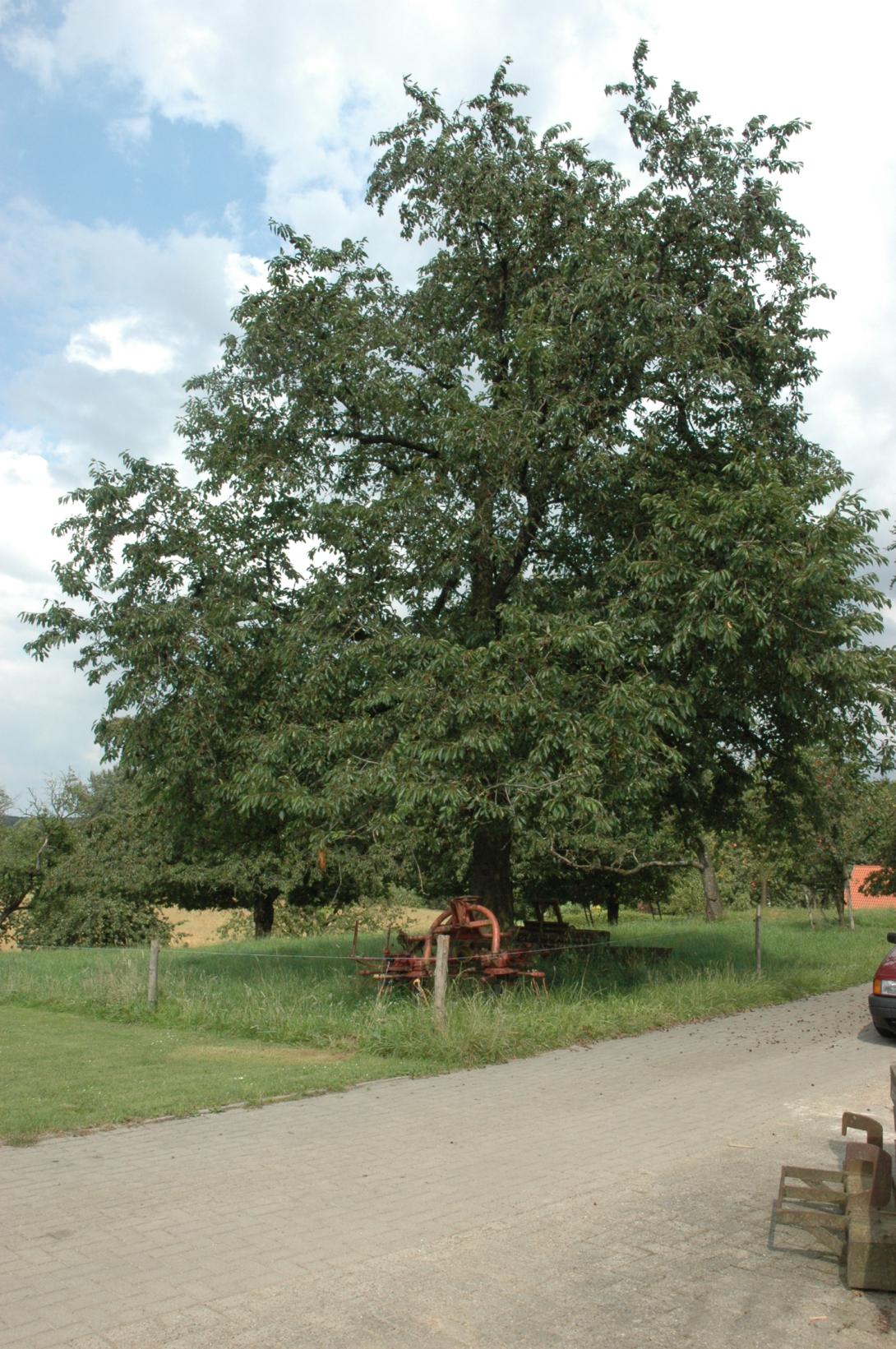 Grolls Schwarze