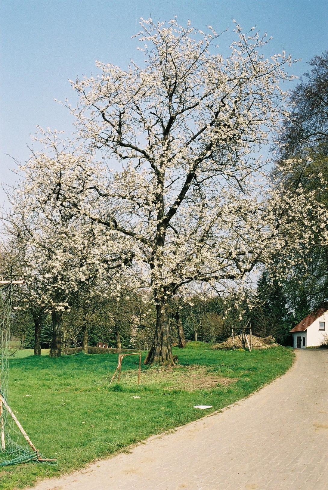 Grolls Schwarze (Baum in Blüte)