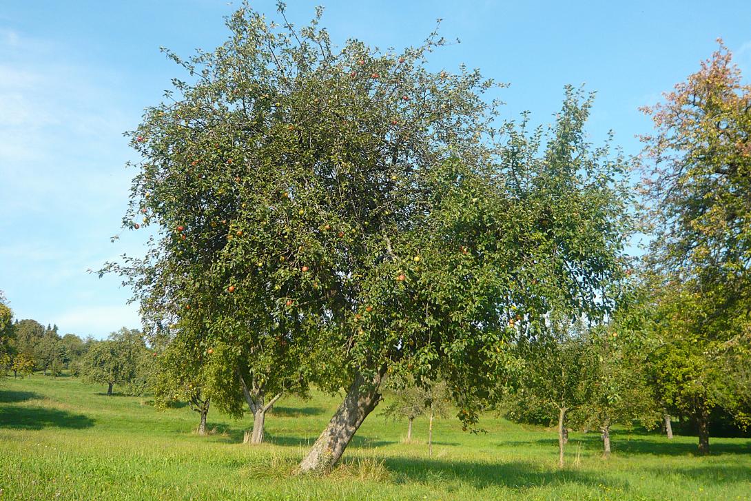 Baum im Laub