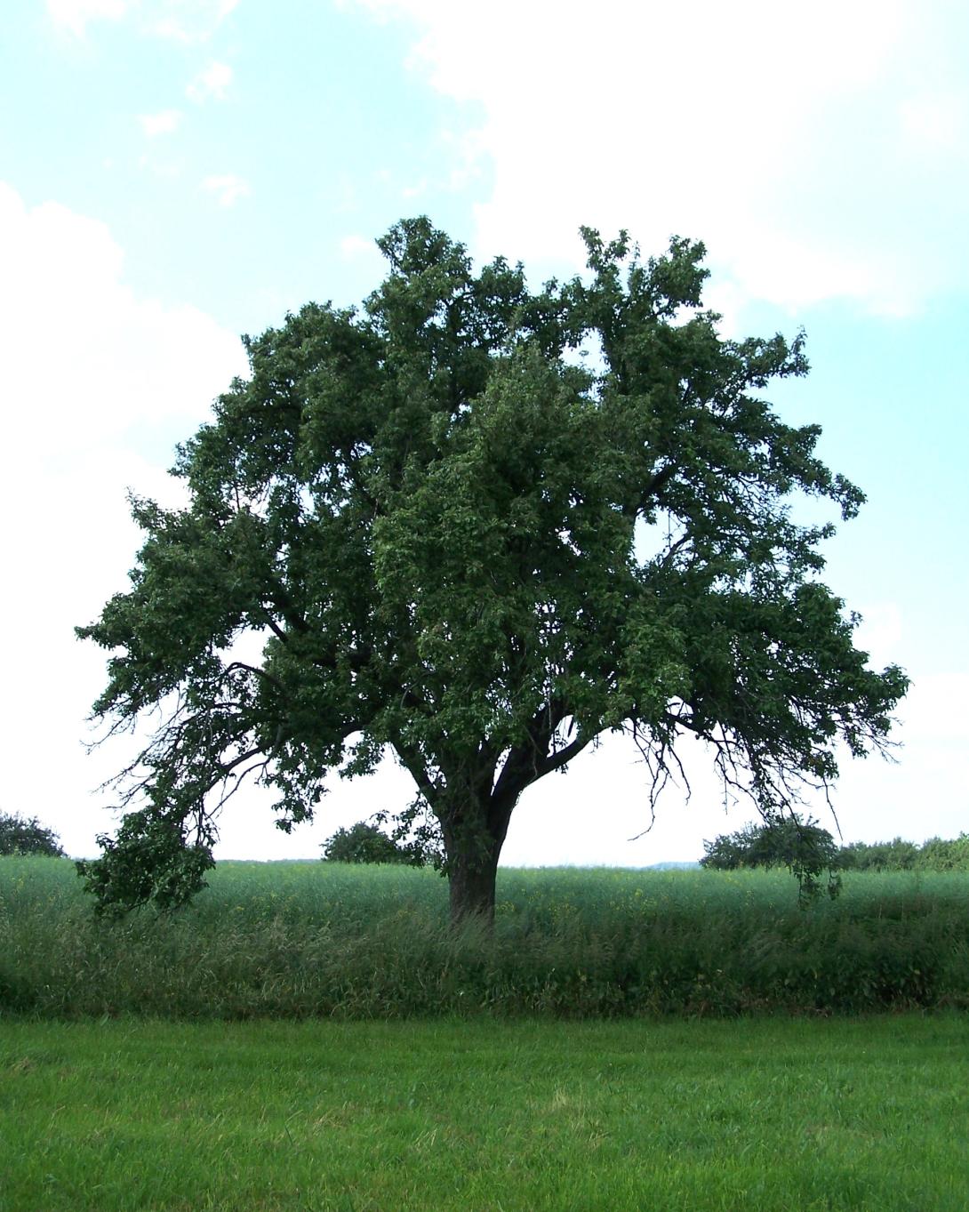 Hartapfel Baum im Laub
