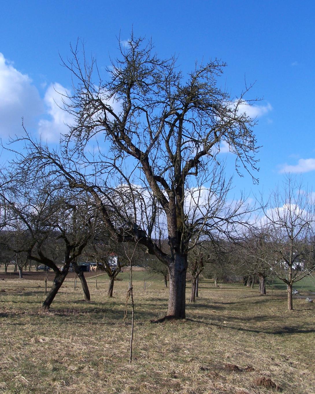 Hartapfel Baum im Winter