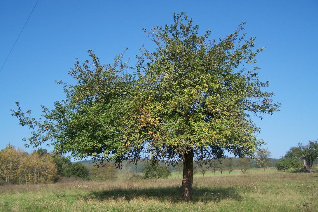 Heuchelheimer Schneeapfel Baum im Laub