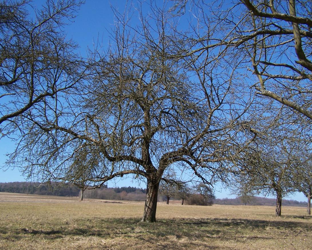 Heuchelheimer Schneeapfel Baum im Winter