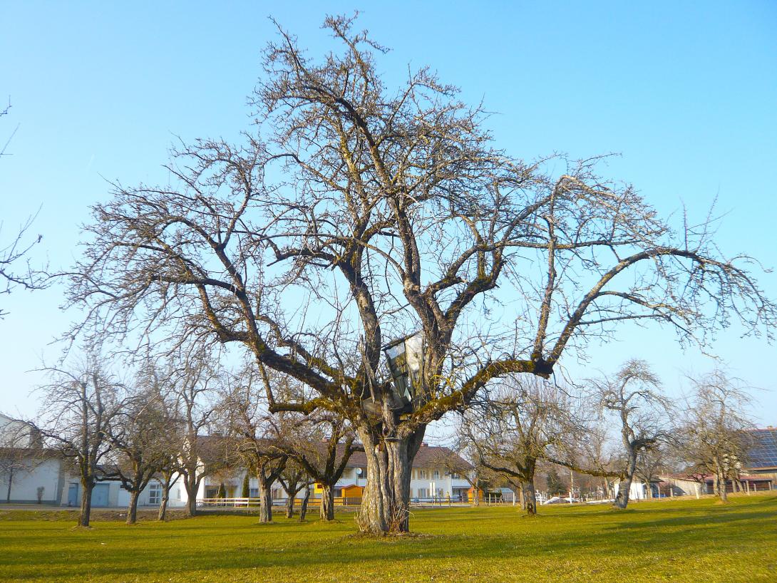 Baum im Winter