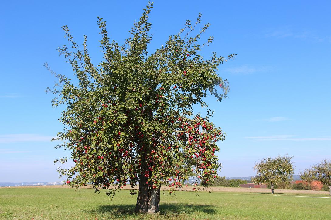 Baum im Laub
