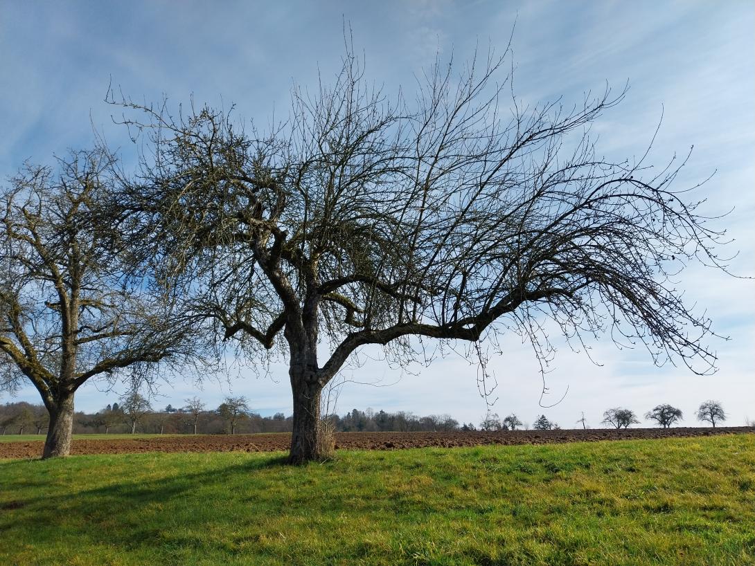 Baum im Winter