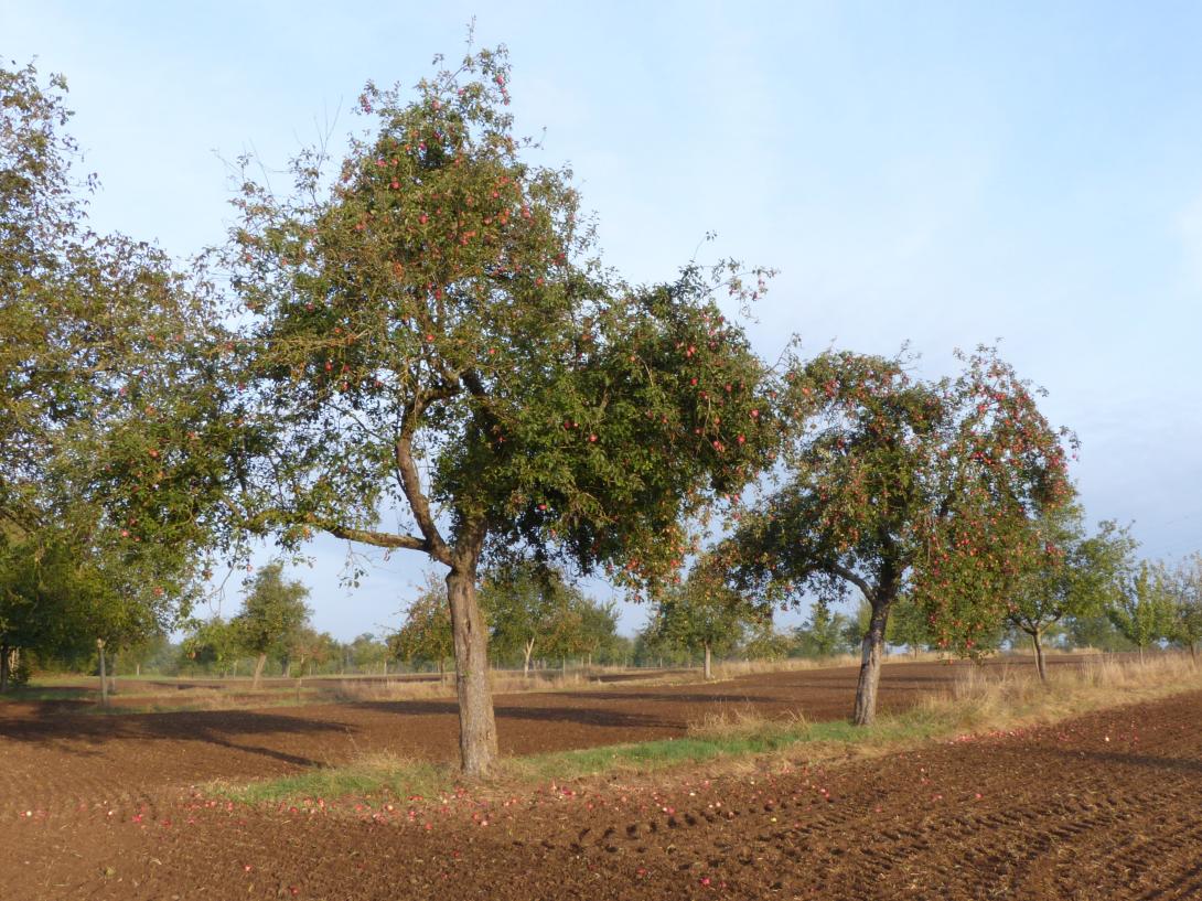 Kitzinger Taubenapfel zwei Bäume in typischer Ackerstruktur