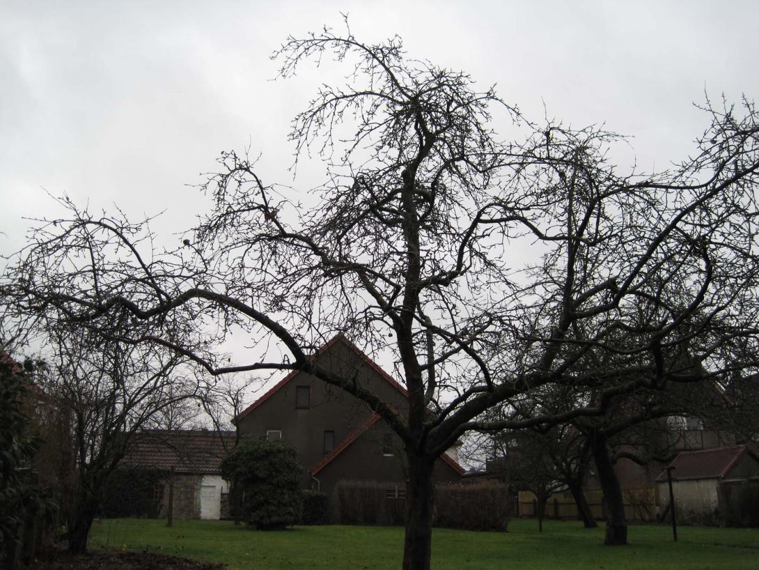 Lahder Pigeonette (Baum)