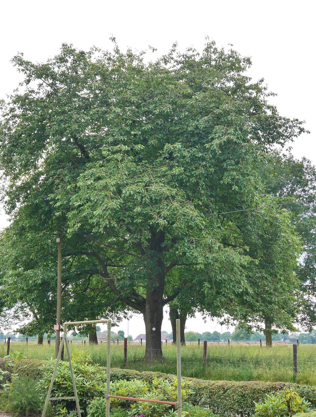 Varikse Zwarte